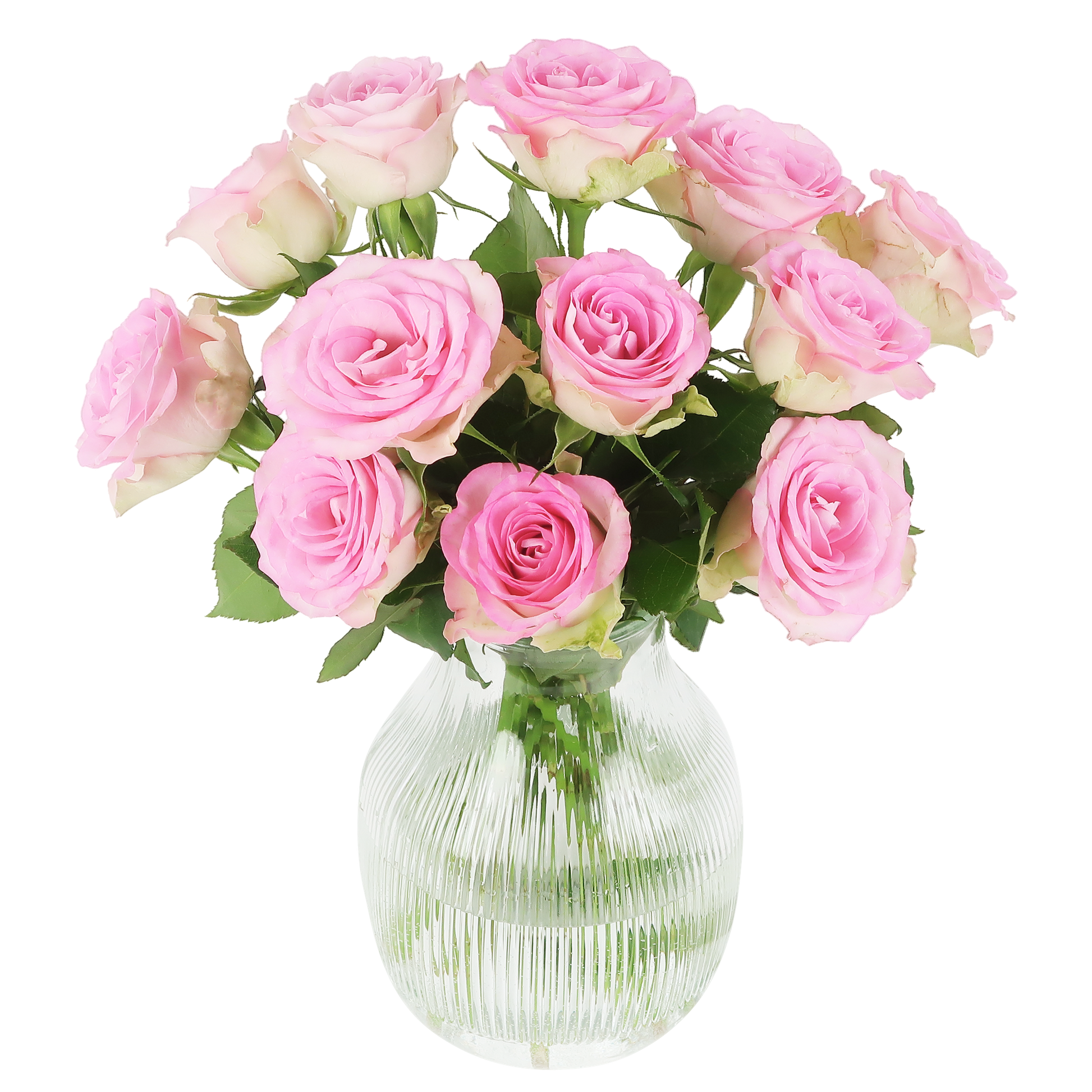 Süße Rosen – rosa Rosen im Briefkastenpaket bei Pflanzfix24.de - Pflanzfix24.de