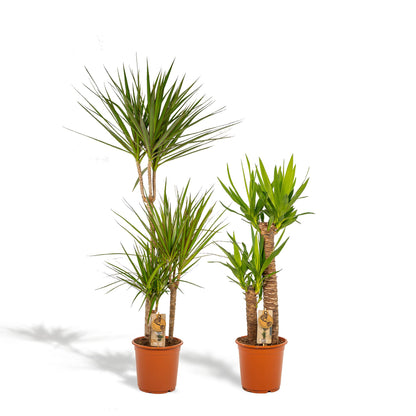 Dracaena & Yucca Zimmerpflanzen Set - Pflanzfix24