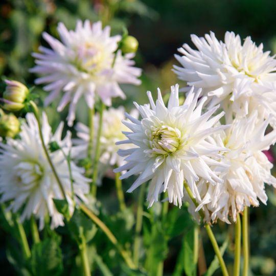 Dutch Dahlia Box - Set aus 6 niederländischen Dahlien - Pflanzfix24.de - Pflanzfix24.de