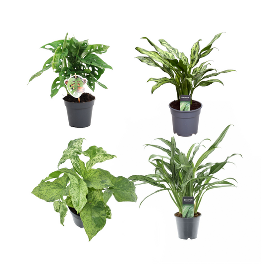 Groen Mix 4 Pflanzen - Monstera obliqua 'Monkey Leaf' - 25 cm - ø12 - Aglaonema Juliette - 40 cm - ø12 - Syngonium Mottled - 25 cm - ø12 - Aglaonema Cutlass - 40 cm - ø12 - Pflanzfix24