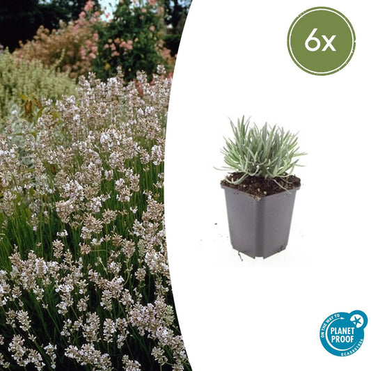 6x Lavandula int. 'Edelweiss' - ↕10-25cm - Ø9cm - Pflanzfix24