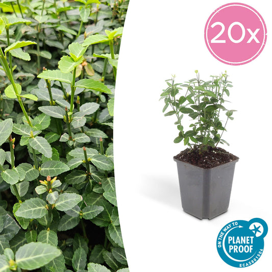 Pflanzfix24.de – 20er-Set Euonymus fortunei radicans | Robuste & Winterharte Bodendecker | Höhe 10-25cm | Ø 9cm - Pflanzfix24.de