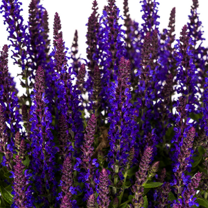 Salvia nemorosa Rianne Ø19cm - Pflanzfix24