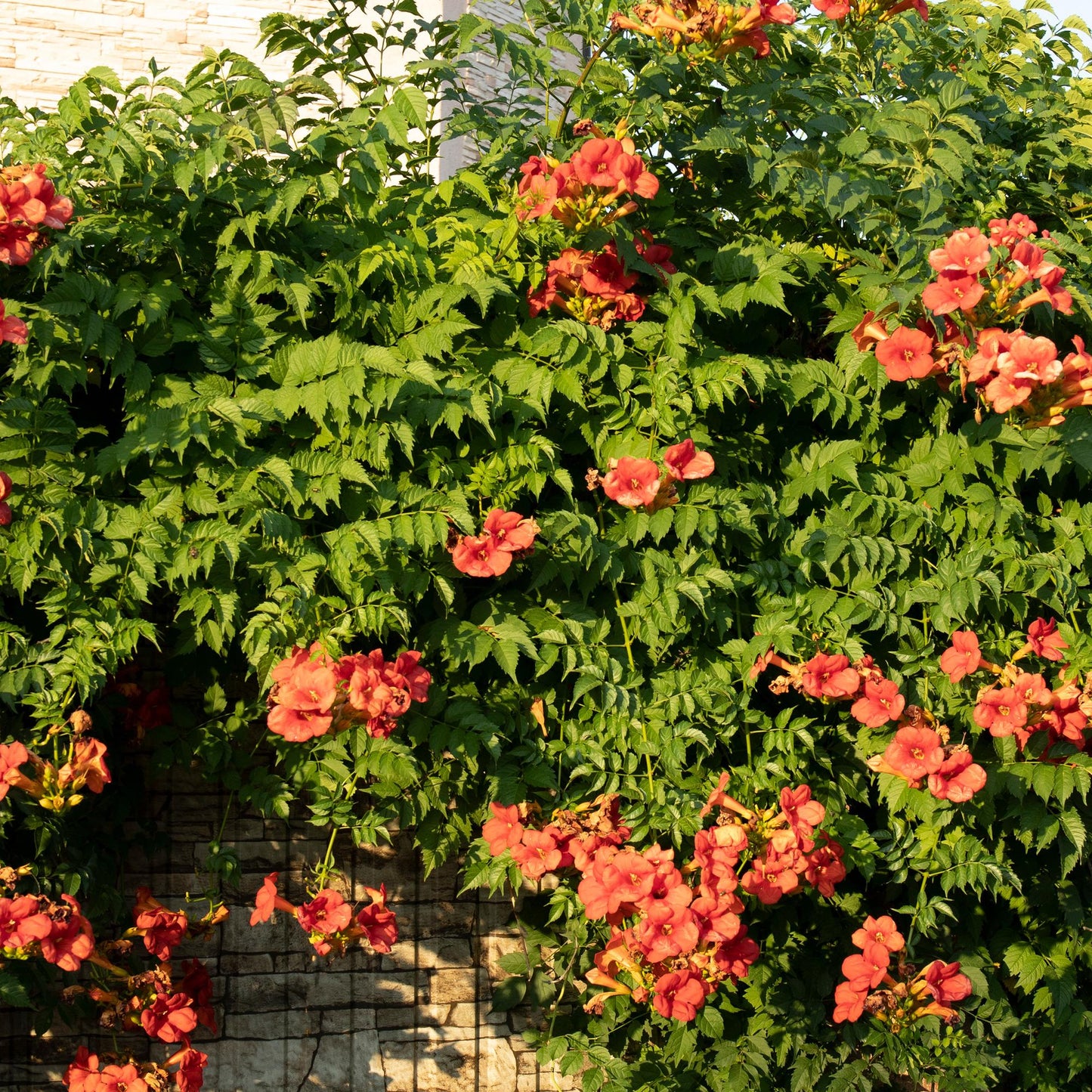 Pflanzfix24.de - Trompetblume Madame Galen - 2 Pflanzen - Pflanzfix24.de