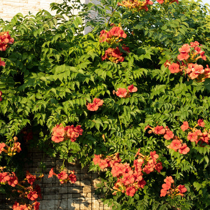 Pflanzfix24.de - Trompetblume Madame Galen - 2 Pflanzen - Pflanzfix24.de