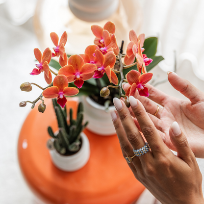 4er Set Phalaenopsis Bozen Orange – Combi Deal Ø9cm | Pflanzfix24.de - Pflanzfix24.de