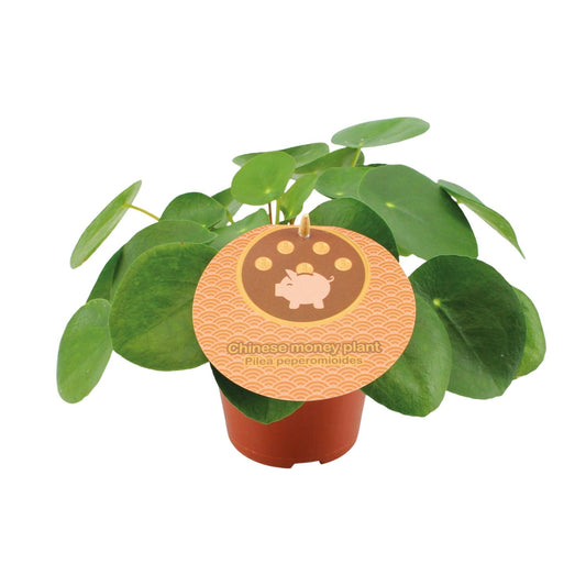 Pilea Peperomioides Ø12cm – Trendige UFO-Pflanze für Innenräume | Pflanzfix24 - Pflanzfix24.de