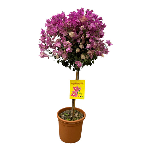 Bougainvillea op stam - 110 cm - Ø21cm bij Pflanzfix24.de - Pflanzfix24.de
