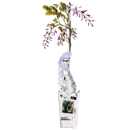 Wisteria sinensis Caroline – Purpurner Regen Kletterpflanze Ø15cm | Pflanzfix24.de - Pflanzfix24.de