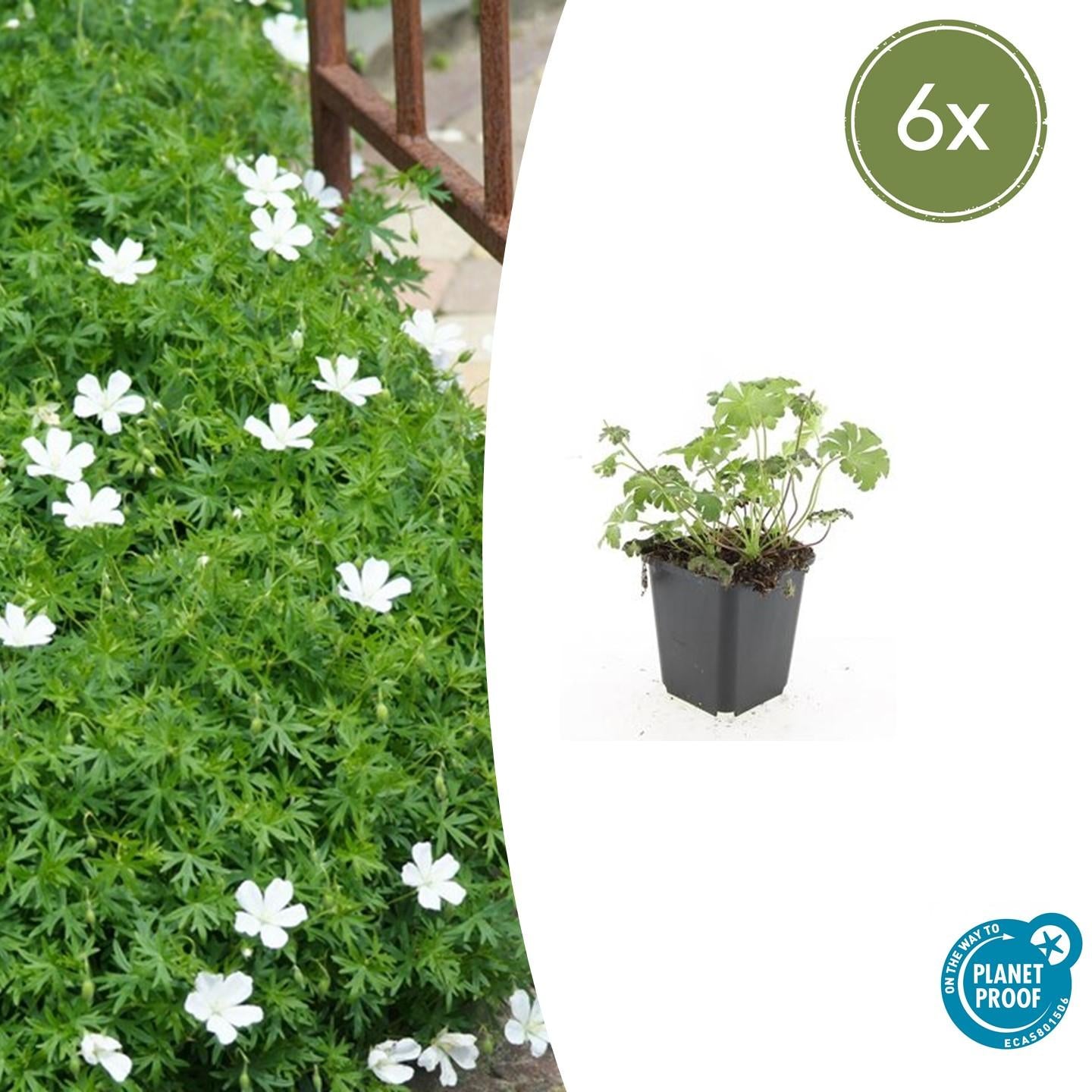 6x Geranium sanguineum 'Album' - ↕10-25cm - Ø9cm - Pflanzfix24