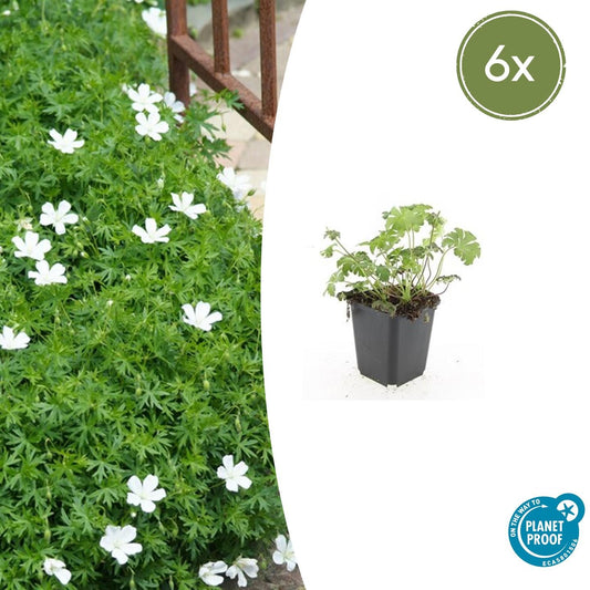 6x Geranium sanguineum 'Album' - ↕10-25cm - Ø9cm - Pflanzfix24