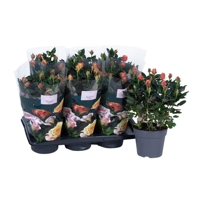 Rosa oranje - Ø17cm - ↕45cm - Pflanzfix24