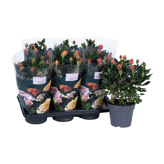 Rosa oranje - Ø17cm - ↕45cm - Pflanzfix24