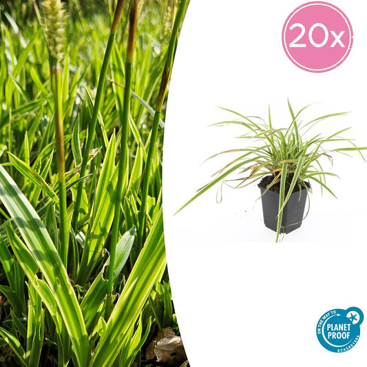 20x Carex morrowii 'Aureovariegata' Ø9cm Japan-Segge – Pflanzfix24.de - Pflanzfix24.de