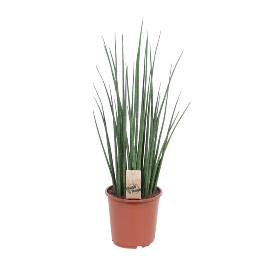 Sansevieria Mikado Ø19cm 70cm | Pflanzfix24.de - Pflanzfix24.de