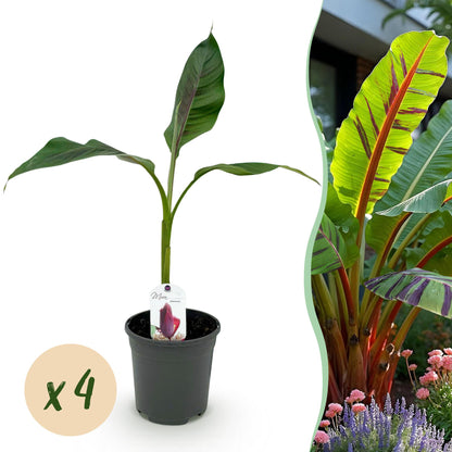 Bananenpflanze Musa sikkimensis Red Tiger - 4 Pflanzen - Topf 17cm - pflanzfix24