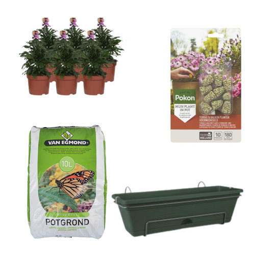 Balkonpflanzgefäß Grün DIY-Set - Erysimum Purple Glow - Pflanzfix24
