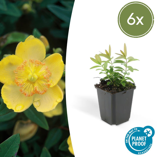 6x Hypericum calycinum - ↕10-25cm - Ø9cm bei Pflanzfix24.de - Pflanzfix24.de