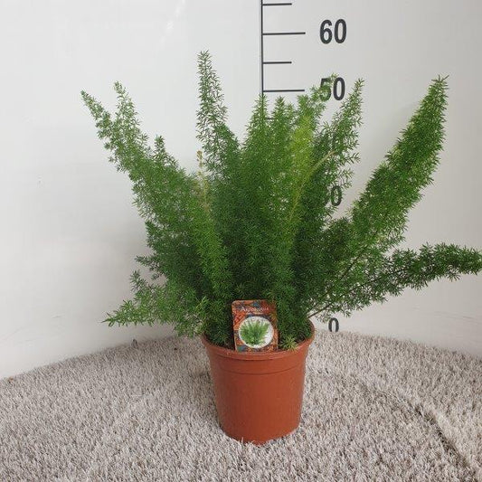 Asparagus D. Meyers - Ø17cm - ↕50cm - Pflanzfix24