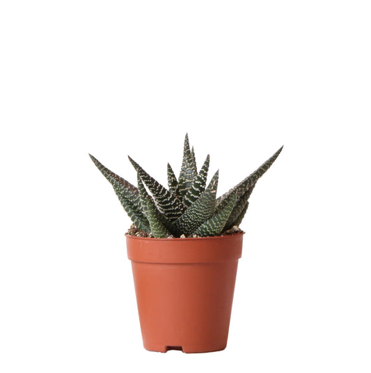 Kolibri Greens Haworthia Royal Highness Sukkulente Ø9cm | Pflanzfix24.de - Pflanzfix24.de