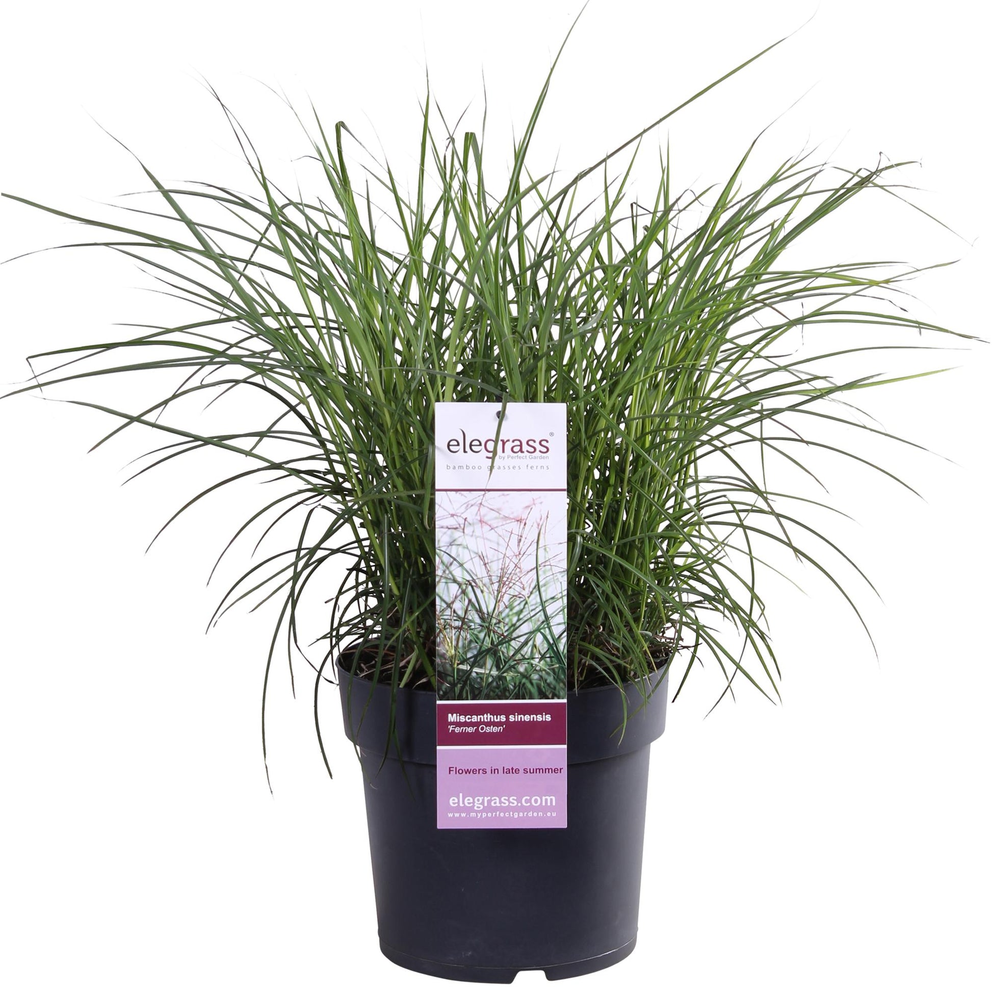 Miscanthus sinensis Ferner Osten Ziergras Ø19cm | Pflanzfix24.de - Pflanzfix24.de
