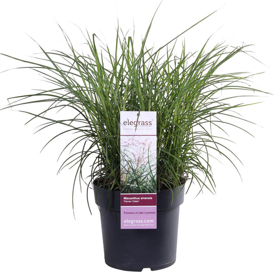 Miscanthus sinensis Ferner Osten Ziergras Ø19cm | Pflanzfix24.de - Pflanzfix24.de