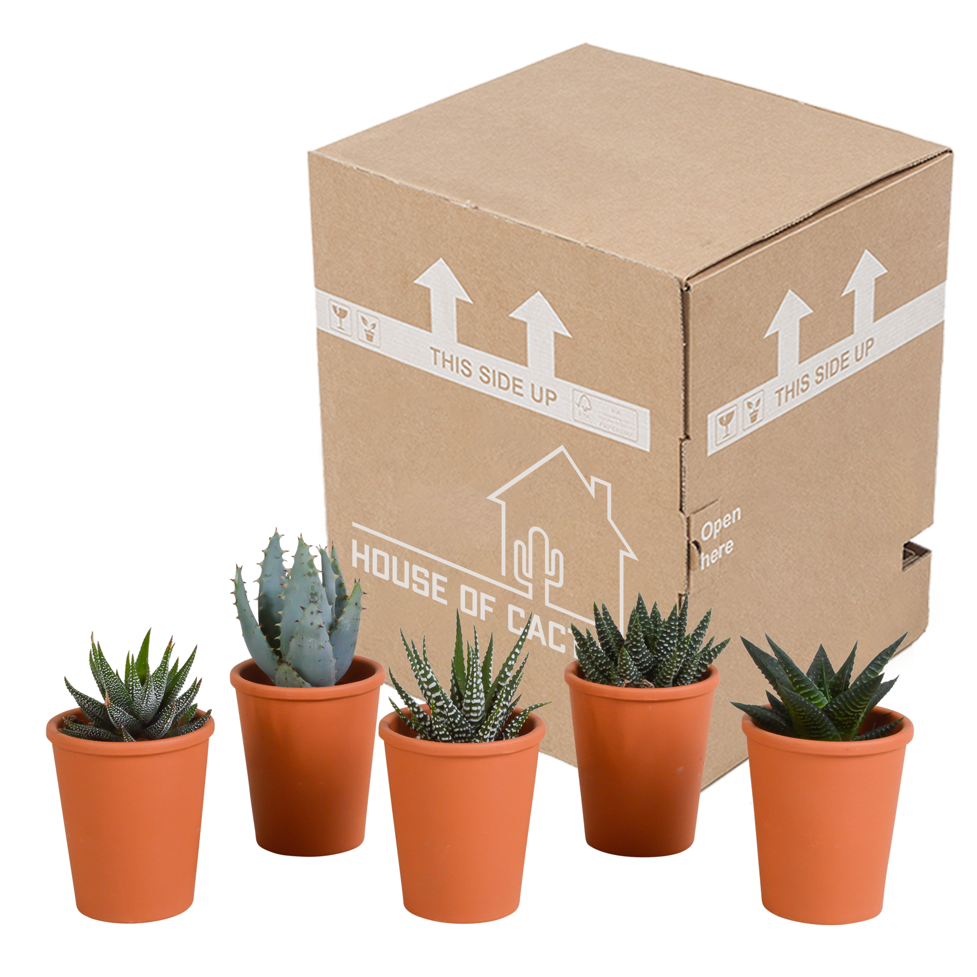 Gasteria/Haworthia-Mischung 5,5cm - 5x - in terracotta pot - Pflanzfix24.de - Pflanzfix24.de