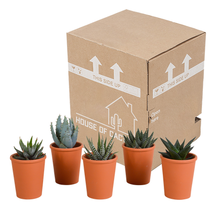 Gasteria/Haworthia-Mischung 5,5cm - 5x - in terracotta pot - Pflanzfix24.de - Pflanzfix24.de