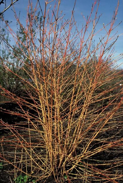 20x Cornus sanguinea 'Midwinter Fire' | Pflanzfix24.de - Pflanzfix24.de