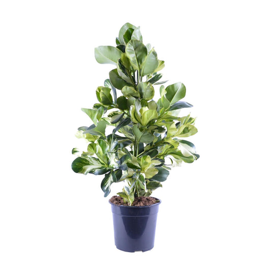 Clusia Rosea White Star - Ø24cm - pflanzfix24