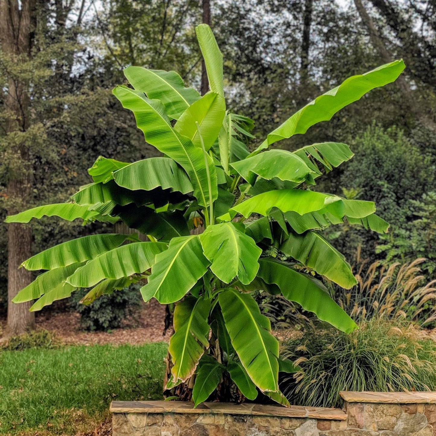 pflanzfix24 - Japanische Faserbanane - Musa Basjoo - Winterhart - Topf 21cm Höhe 90cm