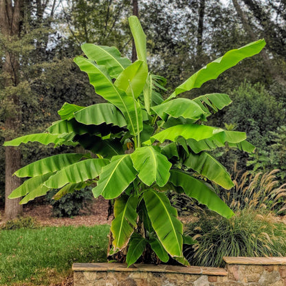 pflanzfix24 - Japanische Faserbanane - Musa Basjoo - Winterhart - Topf 21cm Höhe 90cm
