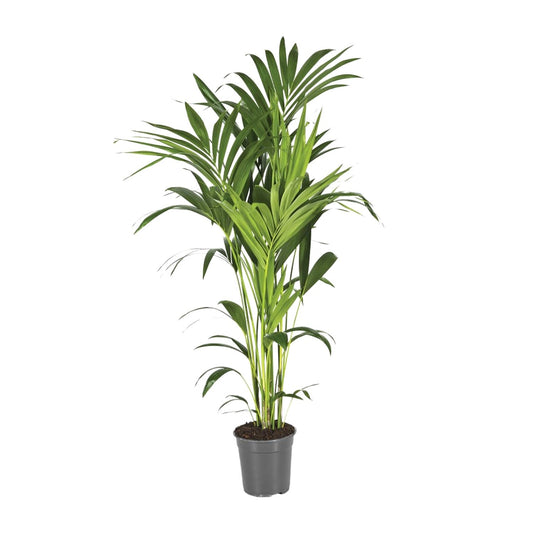 Kentia-Palme - Howea Forsteriana - Ø21cm - ↕130cm - Pflanzfix24.de - Pflanzfix24.de
