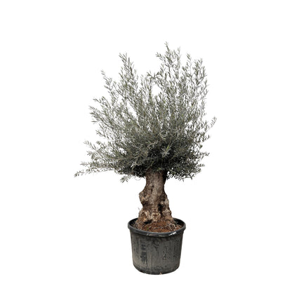 Olea Europaea Bonsai 270cm Ø80 | Olivenbaum | Pflanzfix24
