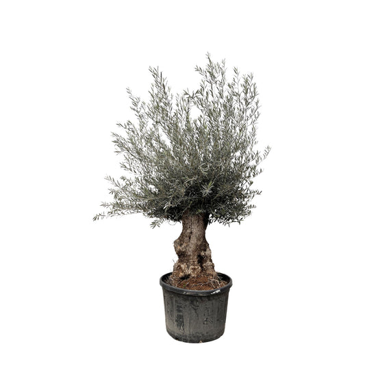 Olea Europaea Bonsai 270cm Ø80 | Olivenbaum | Pflanzfix24