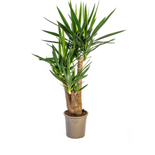 Yucca Elephantipes Verzweigt Ø24cm | Zimmerpflanze 80-100cm – Pflanzfix24.de - Pflanzfix24.de