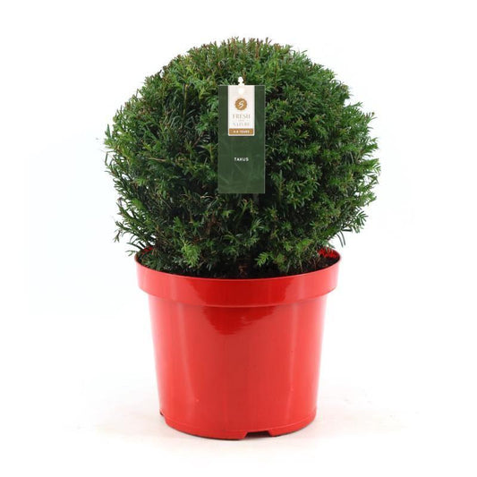Taxus Collection Ball Ø32cm P26 In Pot Red - Pflanzfix24