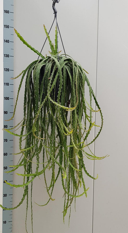 Lepismium Cruciforme 25cm - Pflanzfix24