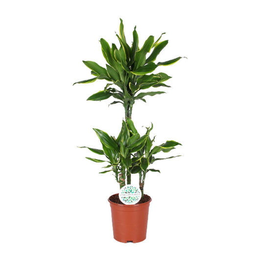 Dracaena Golden Coast - Ø24cm - ↕125cm - Pflanzfix24