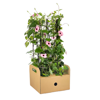 4x Thunbergia alata Sunny Susy Rose Sensation Ø13 cm - Pflanzfix24.de - Pflanzfix24.de