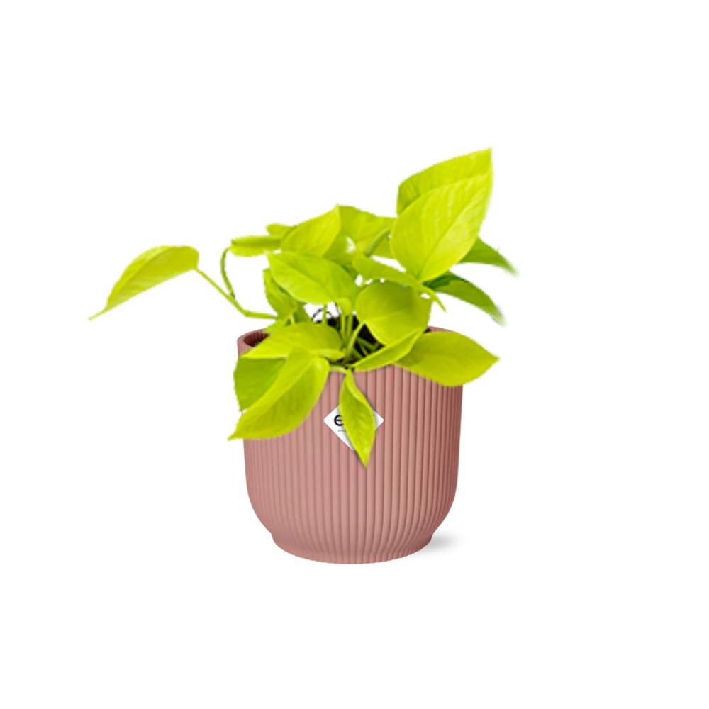 Epipremnum Pinnatum 'Golden Pothos' - pflanzfix24