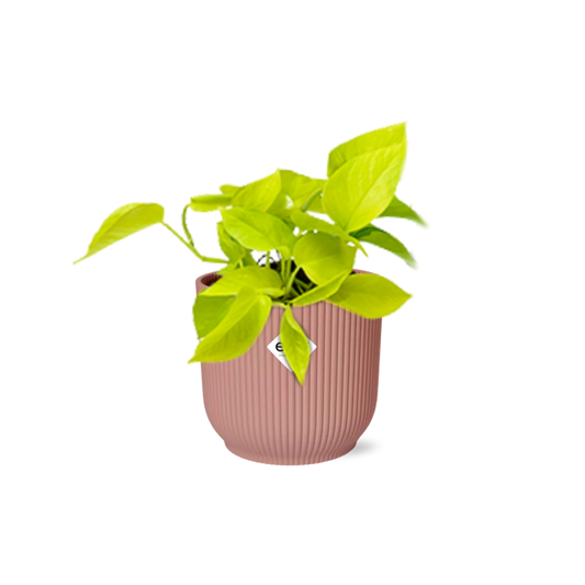 Epipremnum Pinnatum 'Golden Pothos' - pflanzfix24