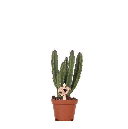 Stapelia Kaktus Ø6cm – Zimmerpflanze bei Pflanzfix24.de - Pflanzfix24.de