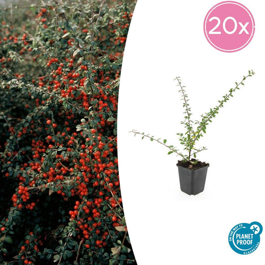 20x Cotoneaster 'Coral Beauty' von Pflanzfix24.de - ↕10-25cm - Ø9cm - Pflanzfix24.de