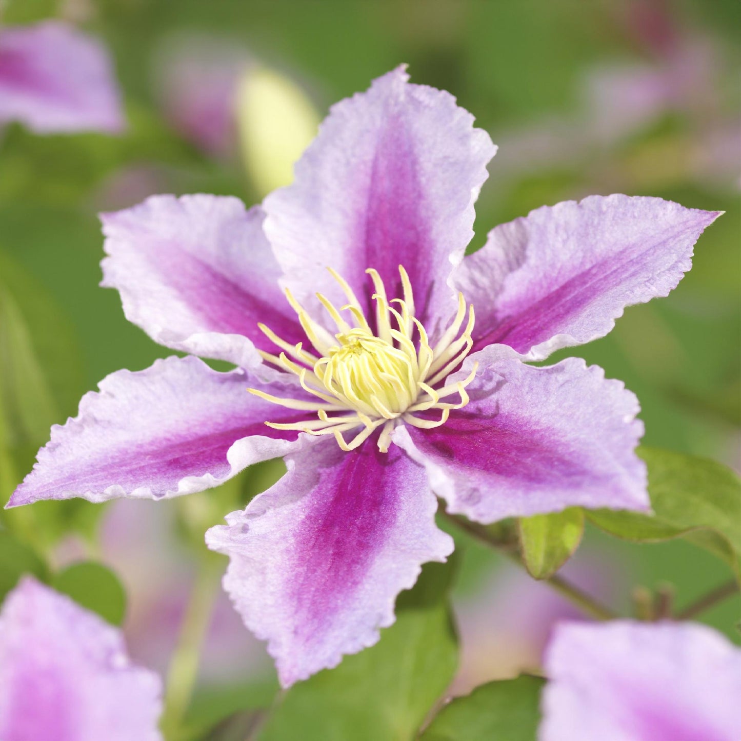 Pflanzfix24.de - Clematis Piilu Kletterpflanze - 2 Pflanzen - Pflanzfix24.de
