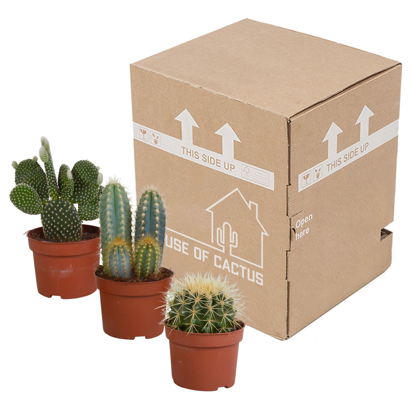 Kakteenmischung 10,5 cm - 3x - zonder pot | Pflanzfix24.de - Pflanzfix24.de