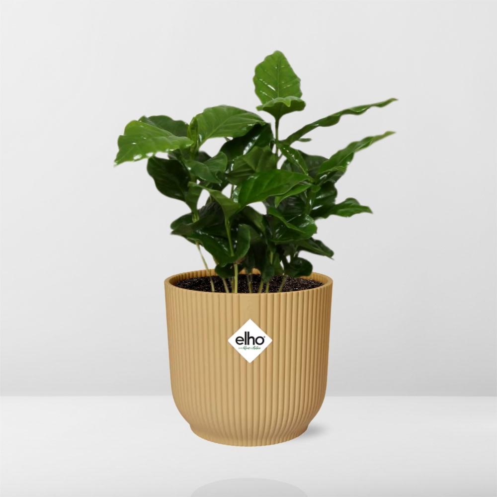 Coffea Arabica in ELHO Vibes Fold 14cm geel - Pflanzfix24