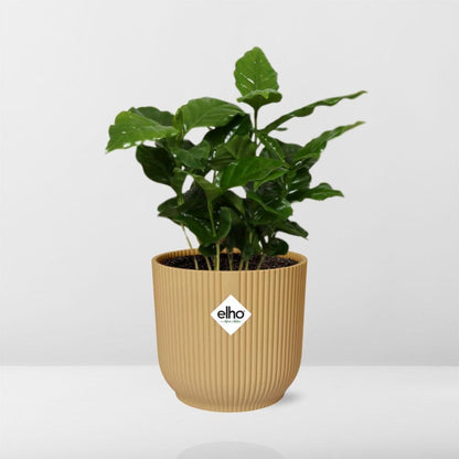 Coffea Arabica in ELHO Vibes Fold 14cm geel - Pflanzfix24