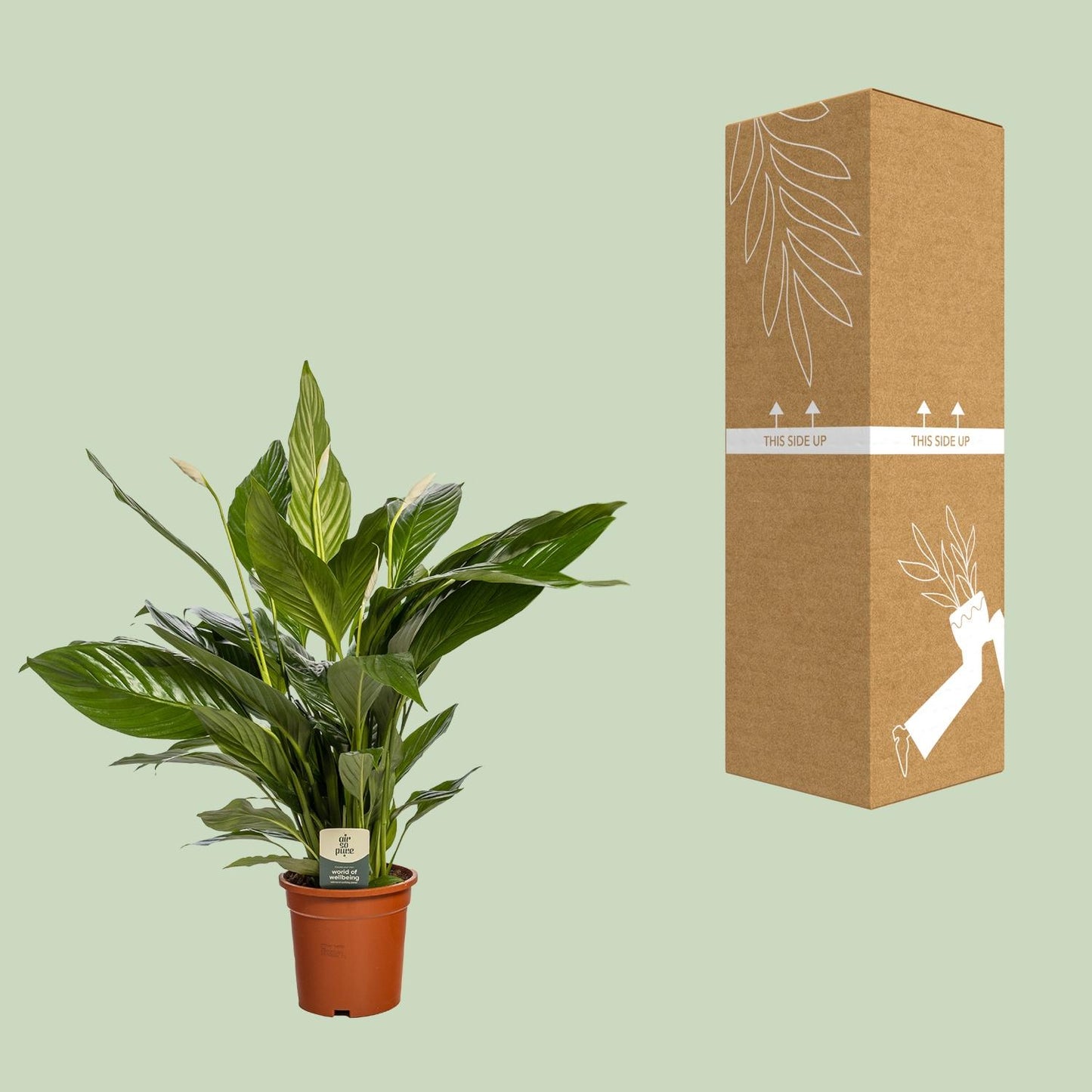 Friedenslilie Spathiphyllum Bingo Cupido – ca. 80 cm | Pflanzfix24.de - Pflanzfix24.de