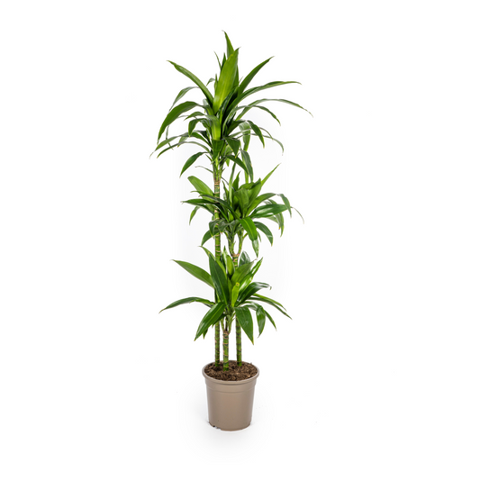 Dracaena Deremensis Lisa Ø24cm - ↕130 - 150cm - Pflanzfix24